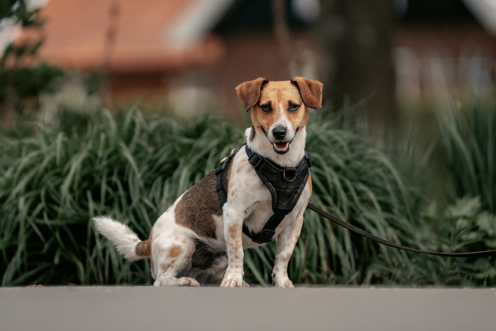 Honden camping